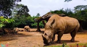 كيف تعتمد الحيوانات على النباتات في مواطنها؟