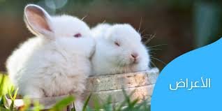 انخفاض أعداد الأرانب الثلجية وتأثيره العميق على النظام البيئي